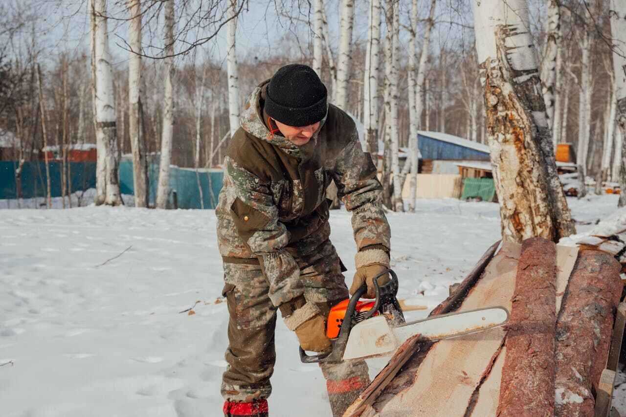 The Steps Involved in Our Tree Care Process in Big Rapids, MI